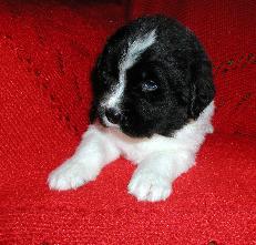 newfoundland puppies